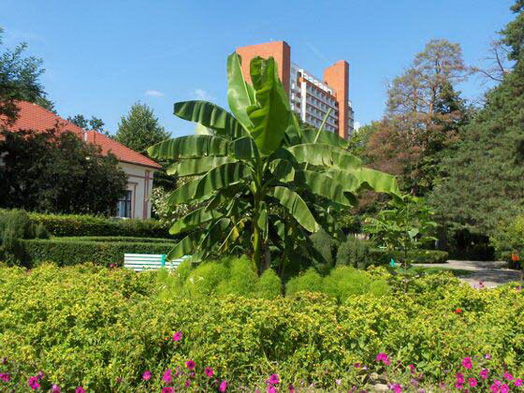 Garsoniera Cristina Apartamento Băile Felix Exterior foto
